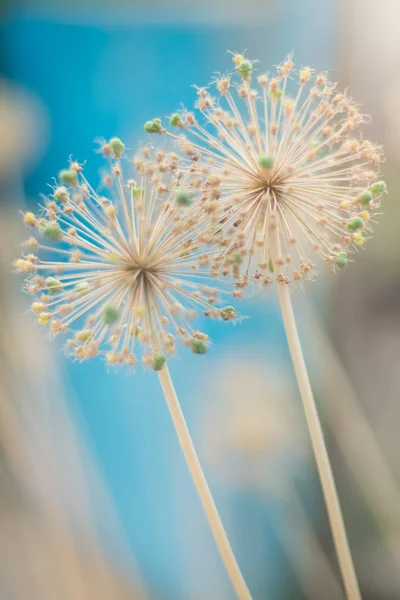 Două Flori Rotunde Spiky Cap Semințe Fundal Verde — Fotografie, imagine de stoc