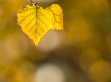 Güneşli bir günde, makro çekim sonbahar huş yaprağı dal Kuru.