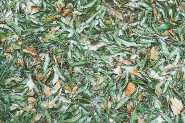 Herbstblätter Mit Dem Ersten Schnee Bedeckt — Stockfoto