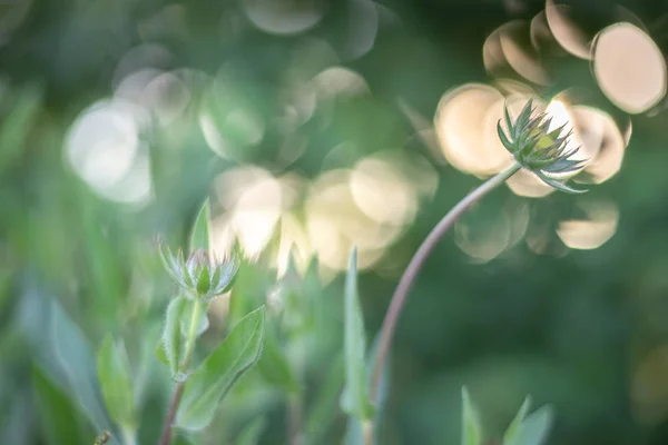 Glade Flores Color Verde Alto Con Hermoso Bokeh Borrosa Macro — Foto de Stock