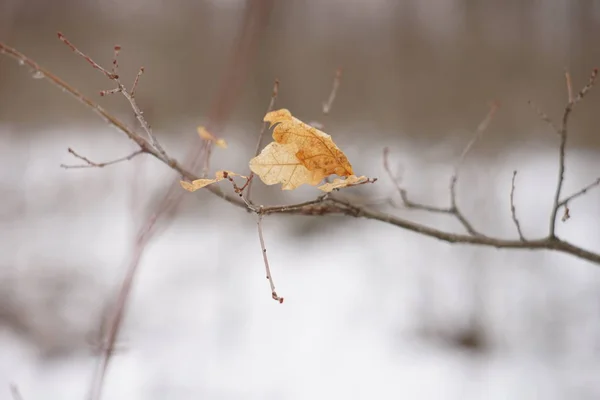 Hojas de arce marrón en las ramas en el bosque de invierno — Foto de Stock