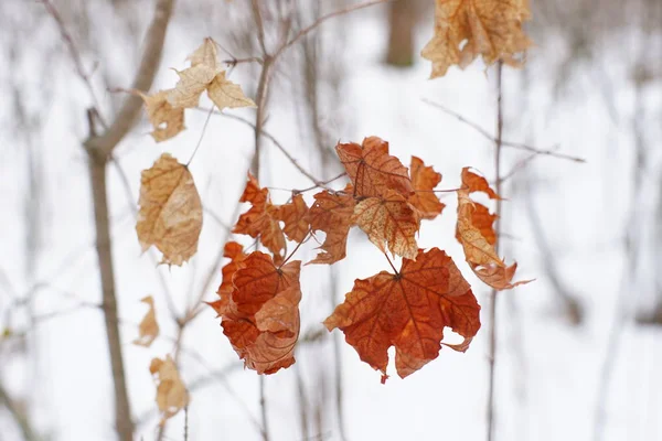 Листья бурого клена на ветвях в зимнем лесу — стоковое фото