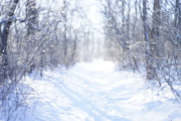 Onscherpe achtergrond van bos in de sneeuw in de winter — Stockfoto