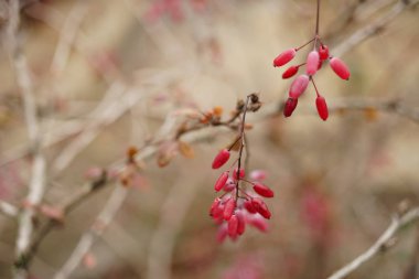 Kızamık şube kışın pembe çilek ile yumuşak görüntü. Makro vurdu. Seçici odak