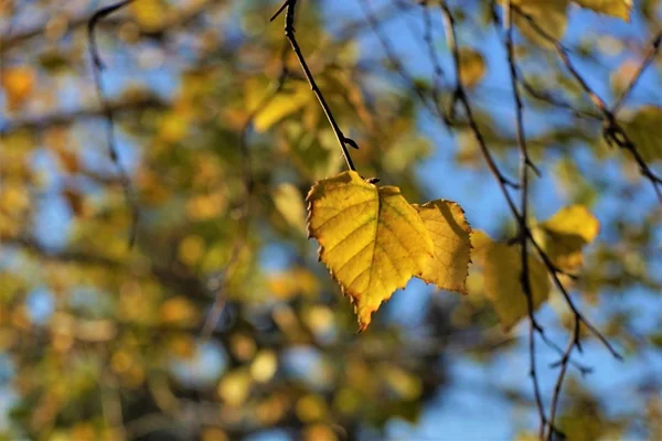 在蓝天的映衬下 一条带着黄色叶子的桦树树枝的模糊画面 阳光明媚的秋日 选择性对焦 宏拍摄 — 图库照片