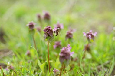 Küçük leylak kır çiçekleri bahar günü arıya