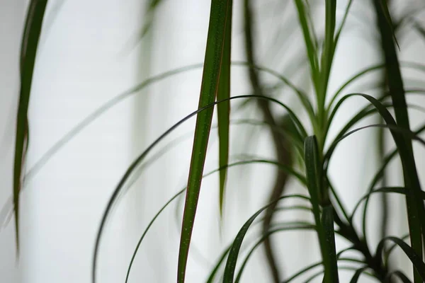 Follaje Interior Flor Primer Plano Hojas Verdes Finas Dracaena — Foto de Stock