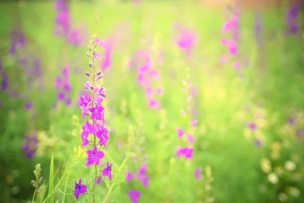 Schöne Lila Blüten Frühlingswald Einem Sonnigen Tag — Stockfoto