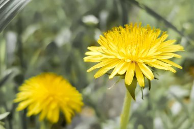 sarı dandelions bir bahar bahçe büyüyen.