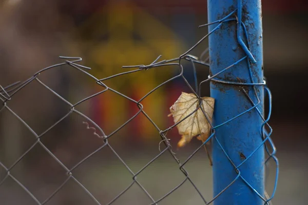 Maglia Acciaio Primo Piano Con Foglia Secca Autunnale Nella Stagione — Foto Stock