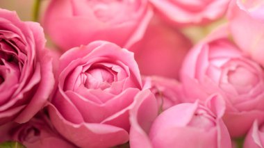 yakın çekim soluk Hassas şakayık gül. Seçici odak, büyülü ışık