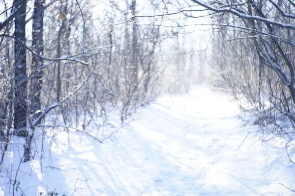 Onscherpe achtergrond van bos met sneeuw in de winter — Stockfoto