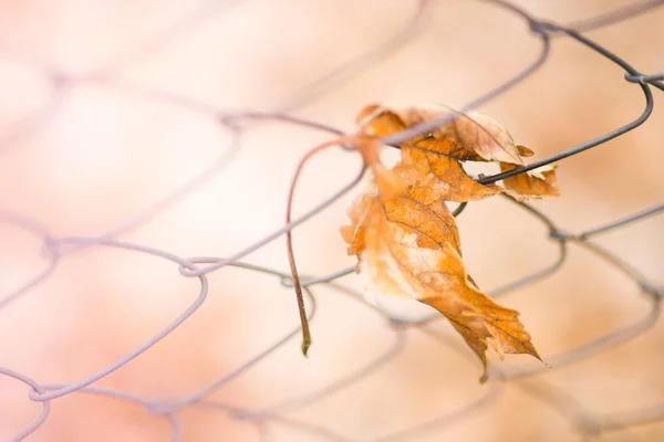 Drótháló kerítés száraz maple leaf. Makro lövés. Elmosódott háttér. — Stock Fotó