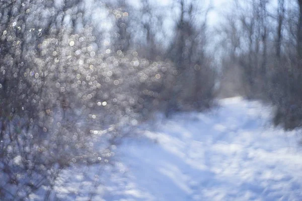 Onscherpe achtergrond van bos in de sneeuw met takken — Stockfoto