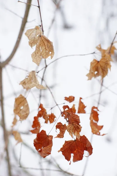 Hojas de arce marrón en las ramas en el bosque de invierno — Foto de Stock
