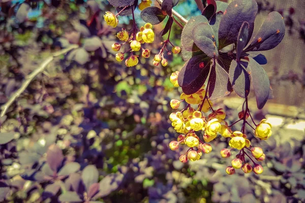 Барбарис в саду цвіте жовтими квітами . — стокове фото