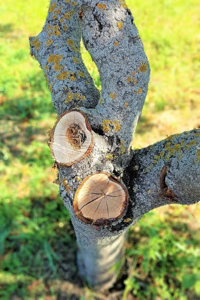 Bahçedeki eski kiraz ağacı doğru testere kesim
