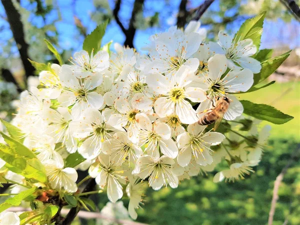 Blooming cherry tree with big white flowers