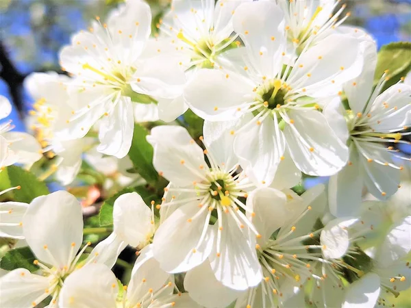 Blooming cherry tree with big white flowers closeup