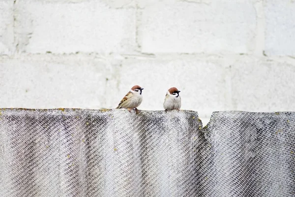 Två sparvar sitter på det brutna staket — Stockfoto