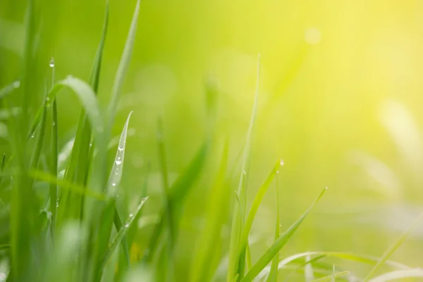 Fondo floral natural, hierba verde con hermosa luz — Foto de Stock