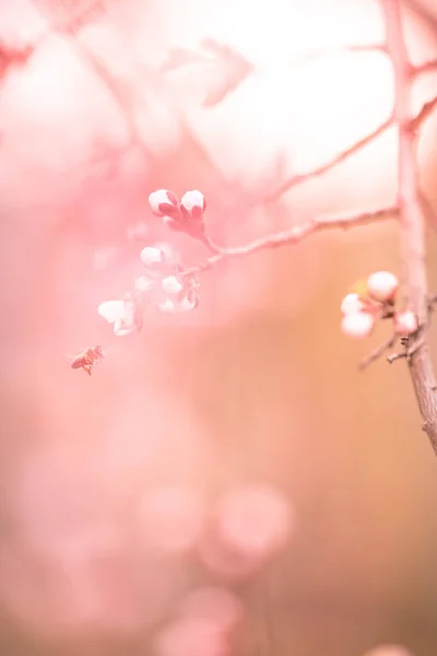 Morelowe drzewo owocowe kwitnące, Kopiuj przestrzeń z różowym światłem — Zdjęcie stockowe
