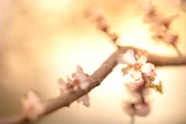 Drzewo owocowe kwitnące, wiosna czas kwiat moreli. — Zdjęcie stockowe