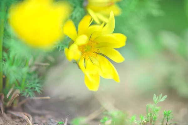Sárga virágok Adonis vernalis a tavaszi kert — Stock Fotó