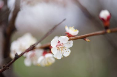 Güzel meyve ağacı çiçeklenme, günbatımı bahar zaman kayısı çiçeği.