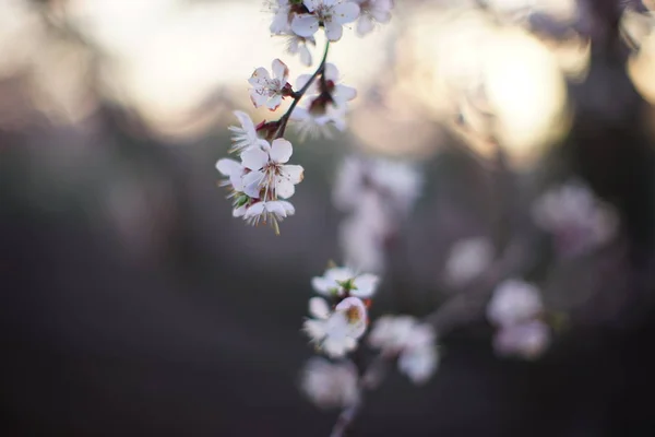 Piękne drzewo owocowe kwitnące, wiosna czas kwiat moreli o zachodzie słońca. — Zdjęcie stockowe