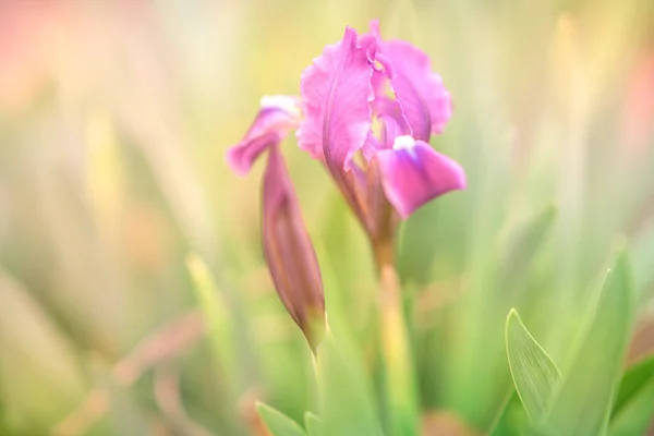 봄 정원에서 자라는 바이올렛 아이리스 꽃. — 스톡 사진