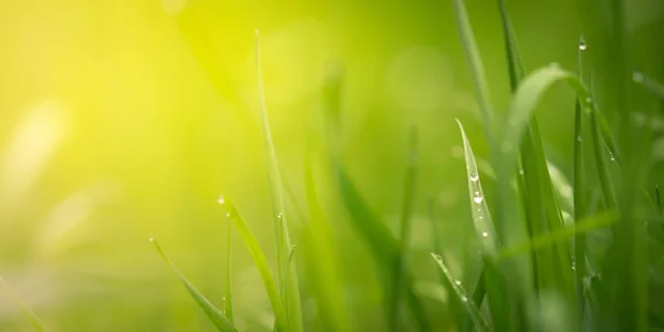 Fondo floral natural, hierba verde con hermosa luz — Foto de Stock