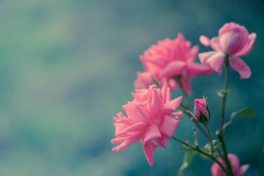 Yaz bahçesinde büyülü ışık ile pembe solgun gül bush.