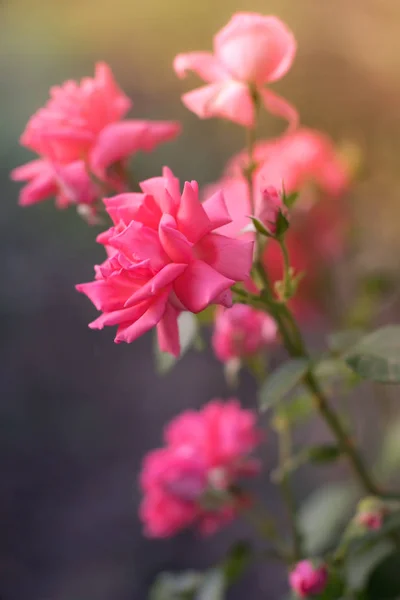 Pink pale roses bush in summer garden or park nature background. — Stock Photo, Image