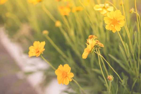 Sárga virágok nőnek a kertben, közel az út — Stock Fotó