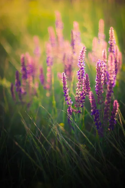 Lavanda al atardecer, campo de flores púrpuras — Foto de Stock