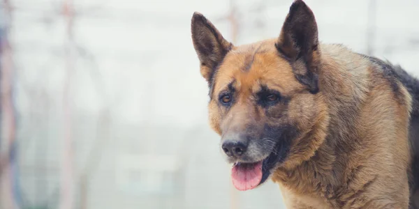 Alman çoban köpeği portresi 