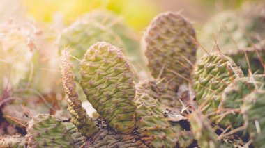 Kaktüs alanı manzarası. Kaktüs çiçeği yetiştiriciliği