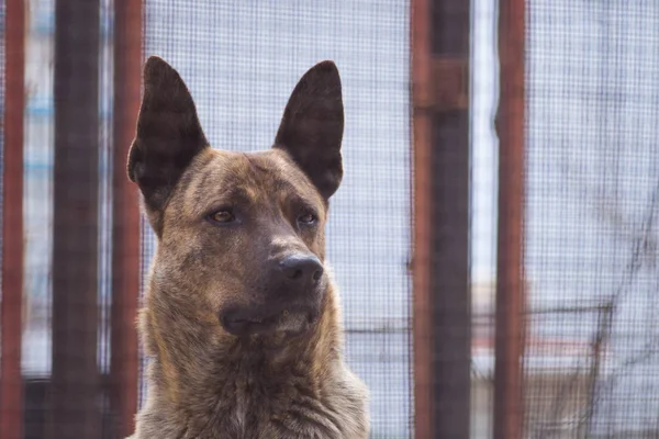 Perro guardián marrón con orejas levantadas — Foto de Stock