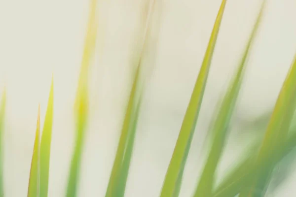 Green thin leaves of a dracaena flower