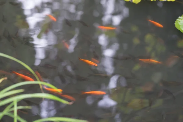 Goudvis en grijze kleine vissen zwemmen in de vijver — Stockfoto