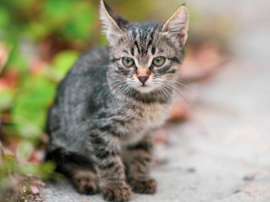 Parkta oturan gri çizgili kedi yavrusu.
