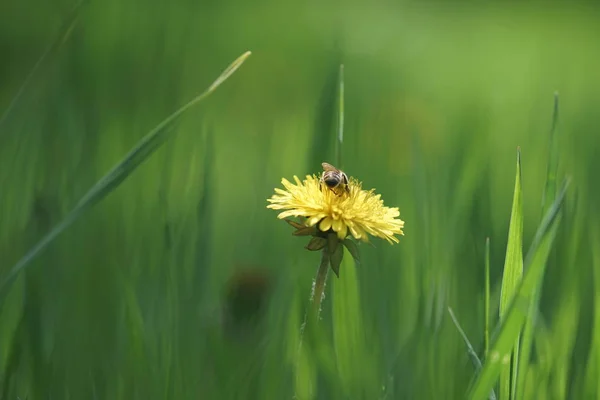緑のフィールドの黄色のタンポポの蜂,マクロ — ストック写真