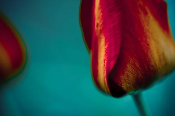 Red with golden tulip flower head closeup — Stock Photo, Image