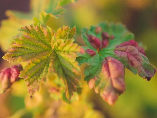 Hojas jóvenes de grosella en el jardín de primavera al atardecer — Foto de Stock