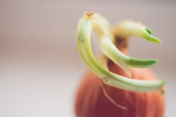 녹색 새싹야채 양파, 매크로 사진 — 스톡 사진