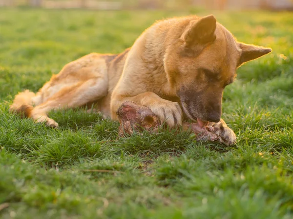Alman çoban köpeği bir bahar çim üzerinde yatan büyük bir kemik yeme