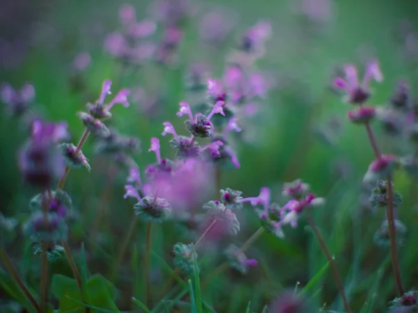 Violeta flores silvestres — Foto de Stock