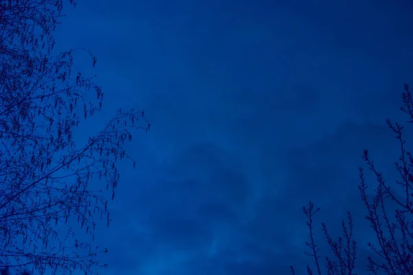 Темно-синее небо с ветвями деревьев — стоковое фото