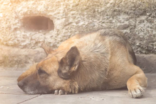 休息的德国牧羊犬 — 图库照片
